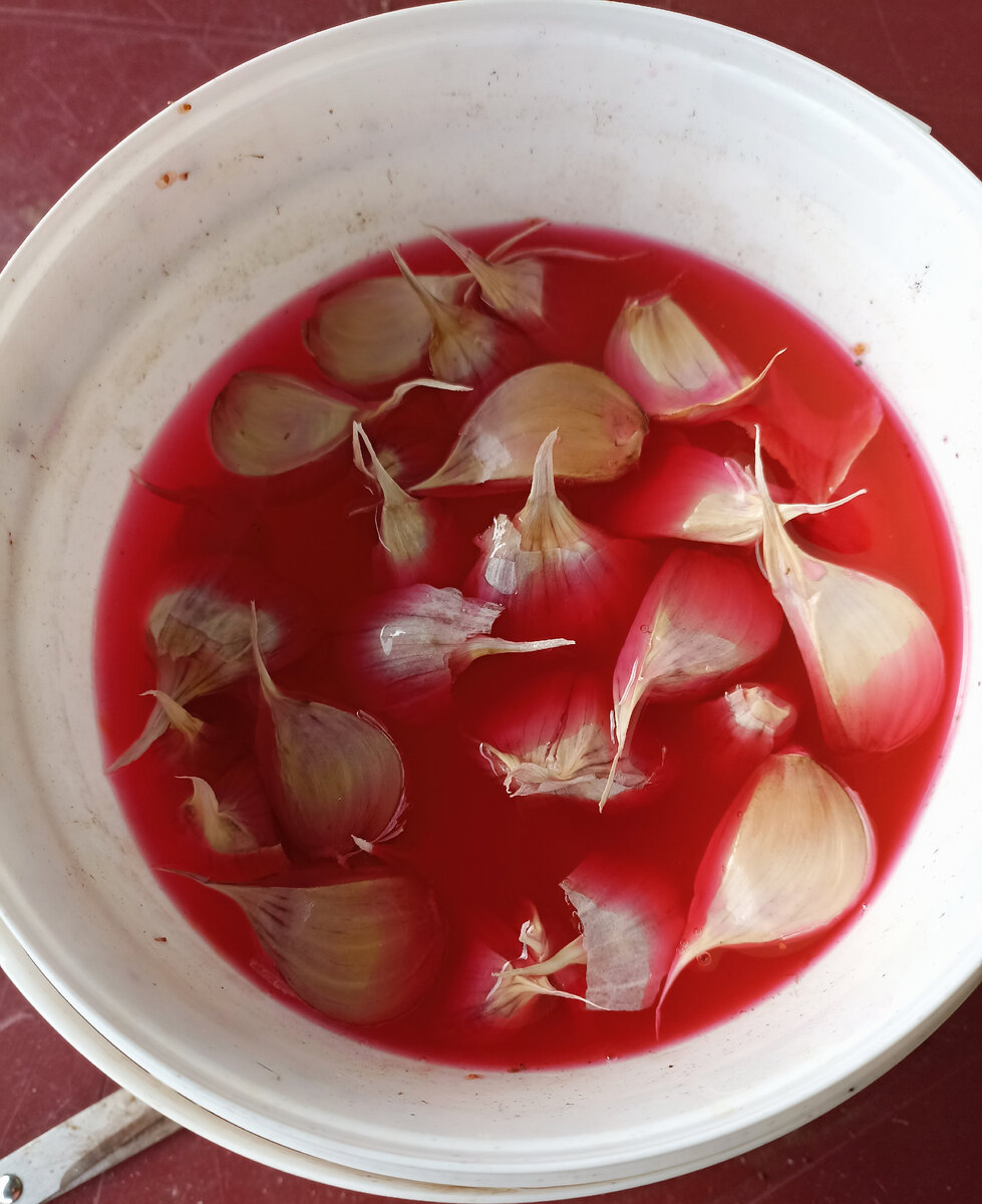 Дольки чеснока, замоченные в "Максиме"