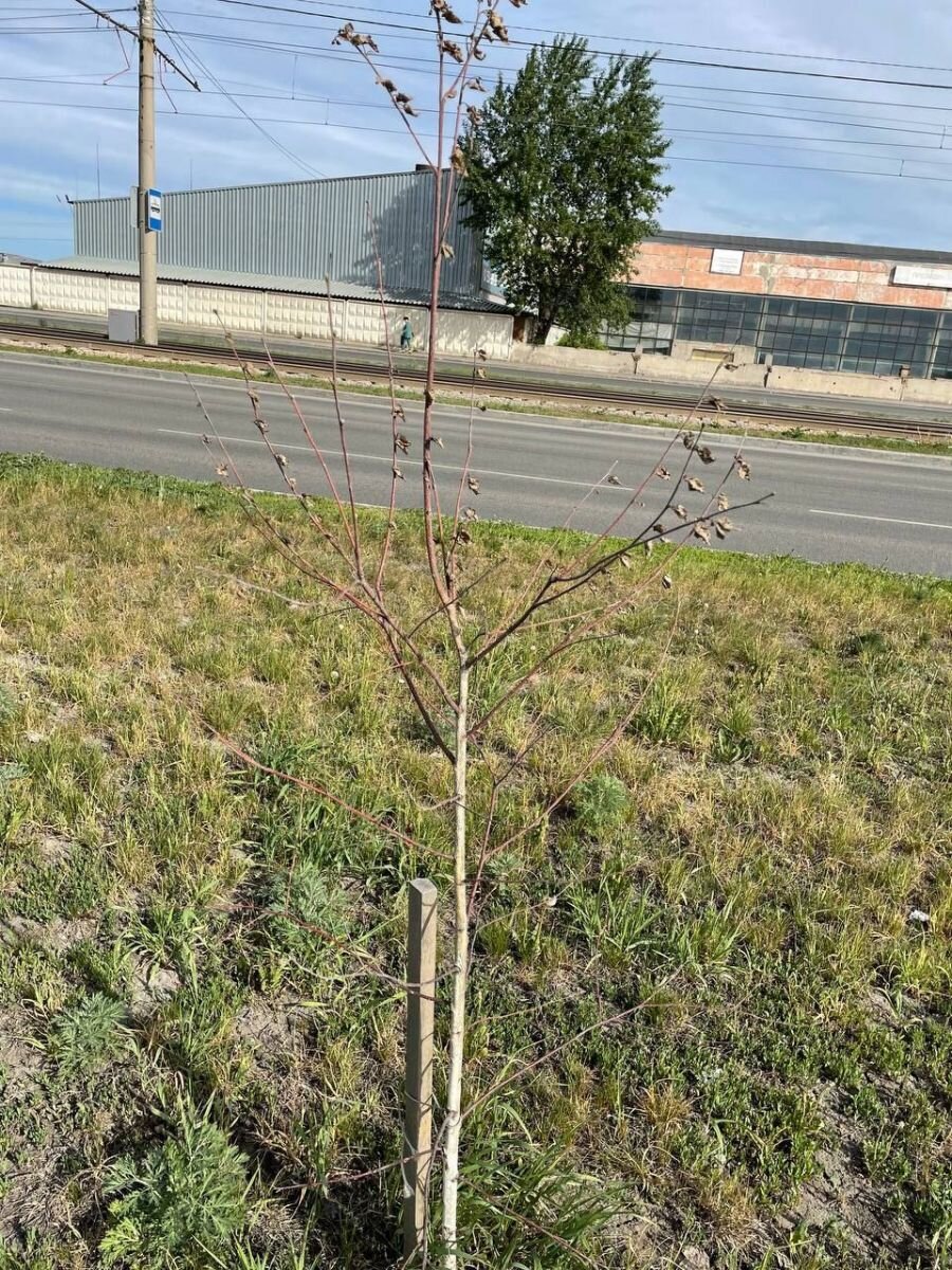 Фото: Barnaul 22