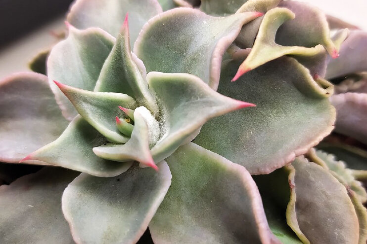 Заболела толстенькая Мадиба