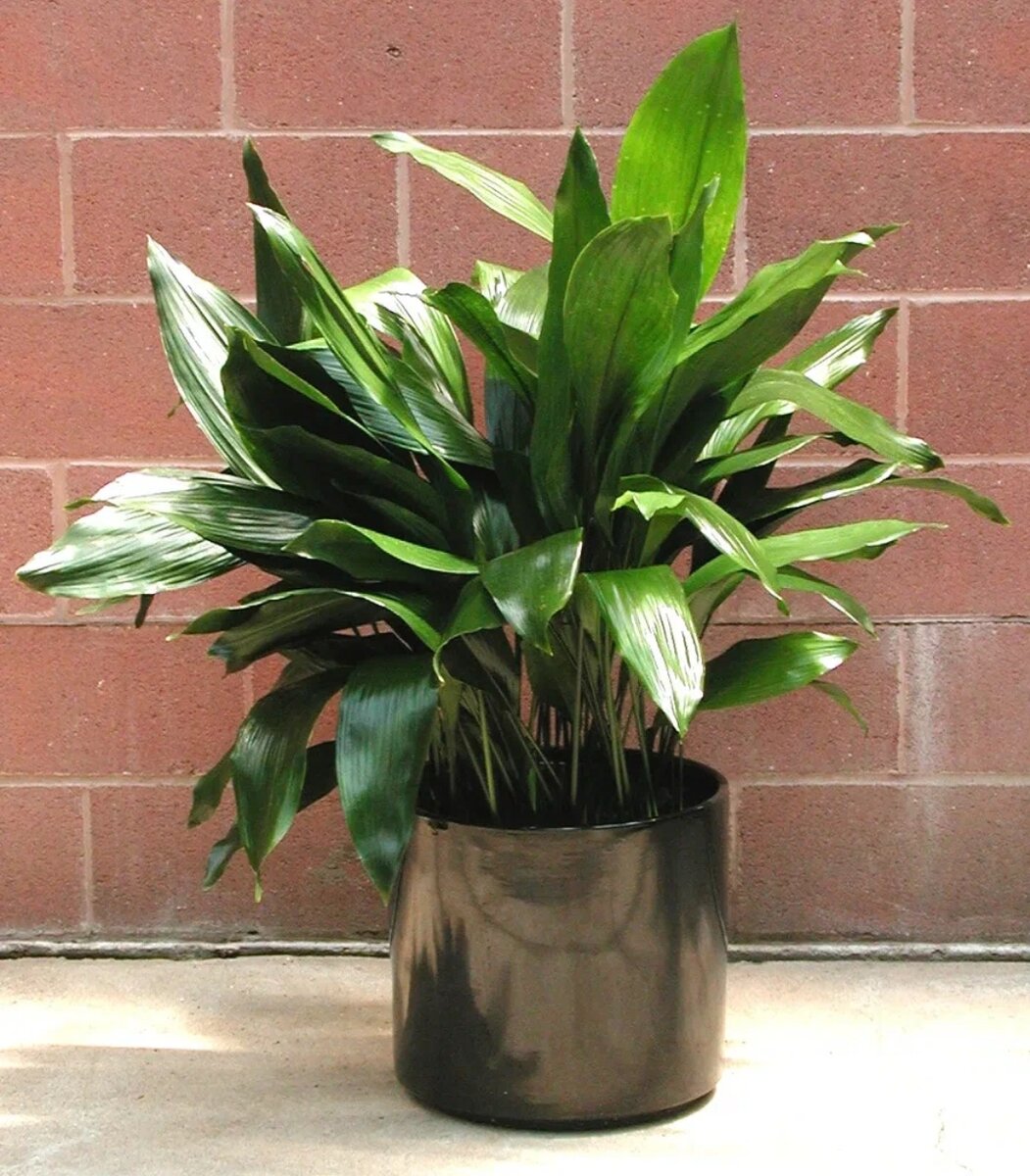 Может быть густо посажен