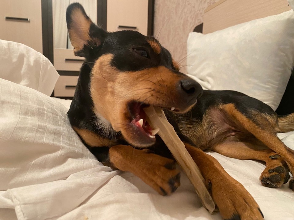     Собака Леди. Фото: предоставлено героиней