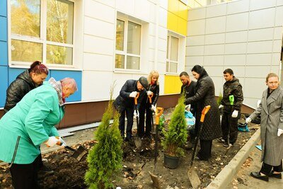    Высадка туй ©Пресс-служба главы городского округа Станислава Каторова