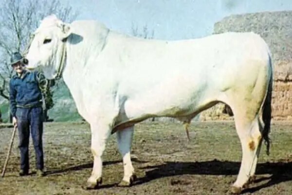 Фарфоровый бык Доннето