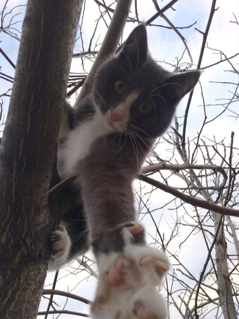 Котик тебя призывает к подписаться же, конечно. Идём, милый друг.