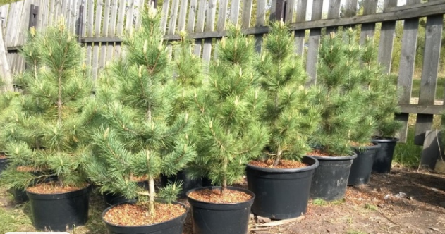 В первый год после посадки нельзя обрезать ничего