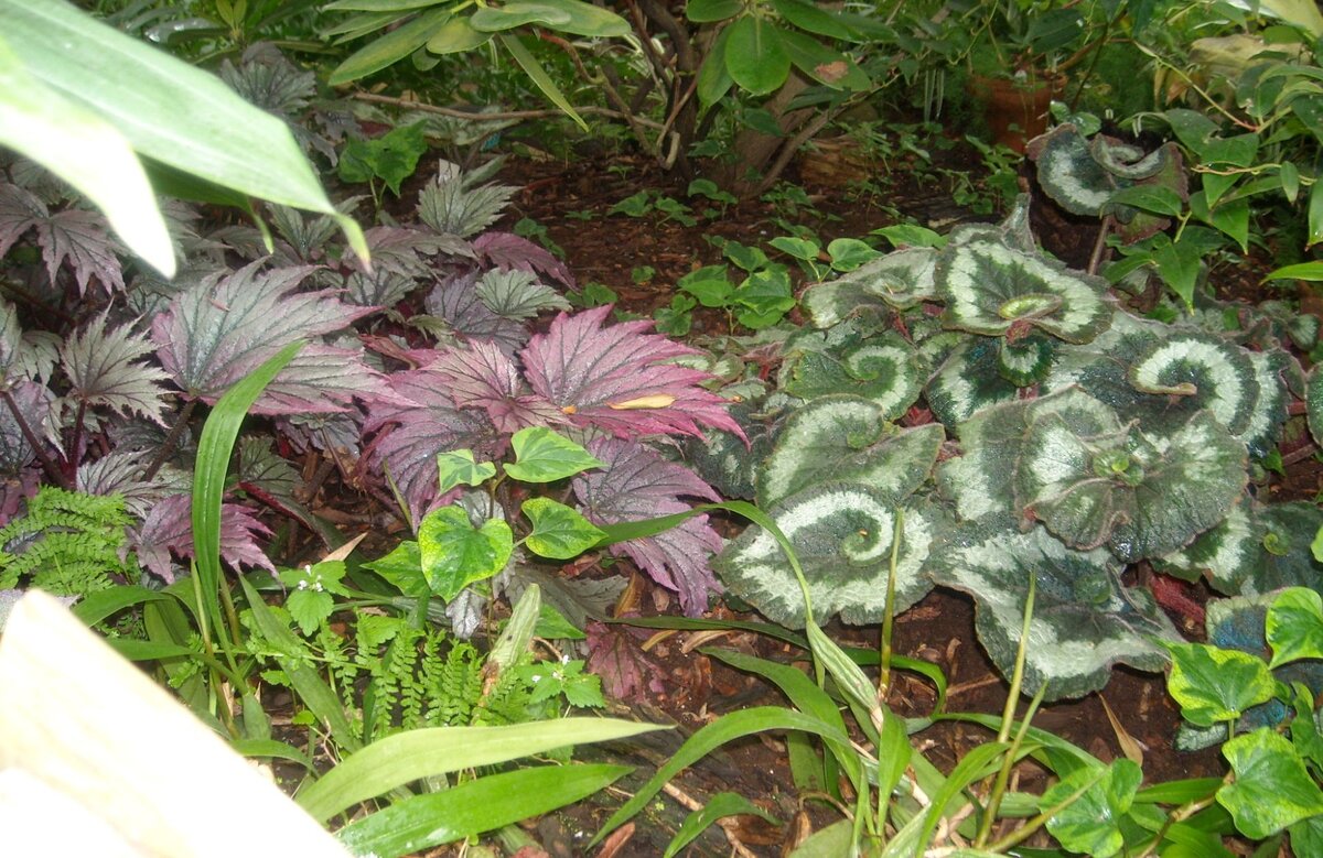 Бегонии в Санкт-Петербургском ботаническом саду. Фото автора 