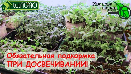 Такая ПОДСВЕТКА рассады, особенно фитолампами, может только навредить! Не переусердствуйте! Рассада сохнет и горит от подстветки.