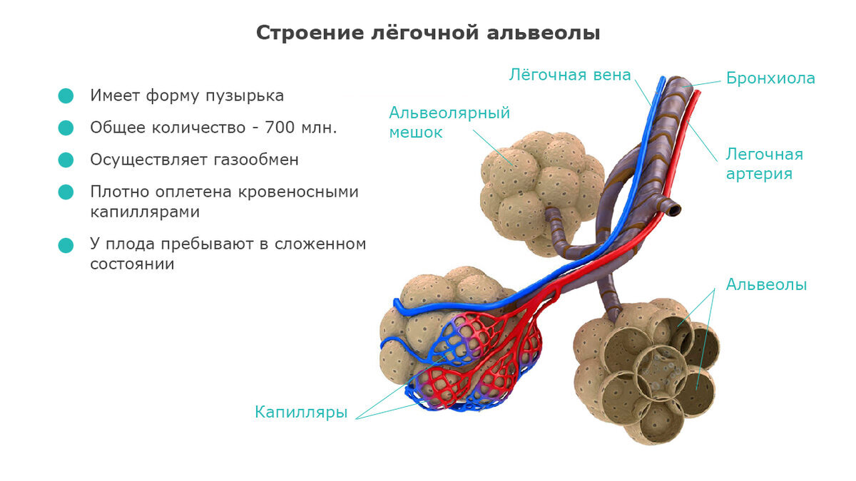 Углекислый газ рисунок