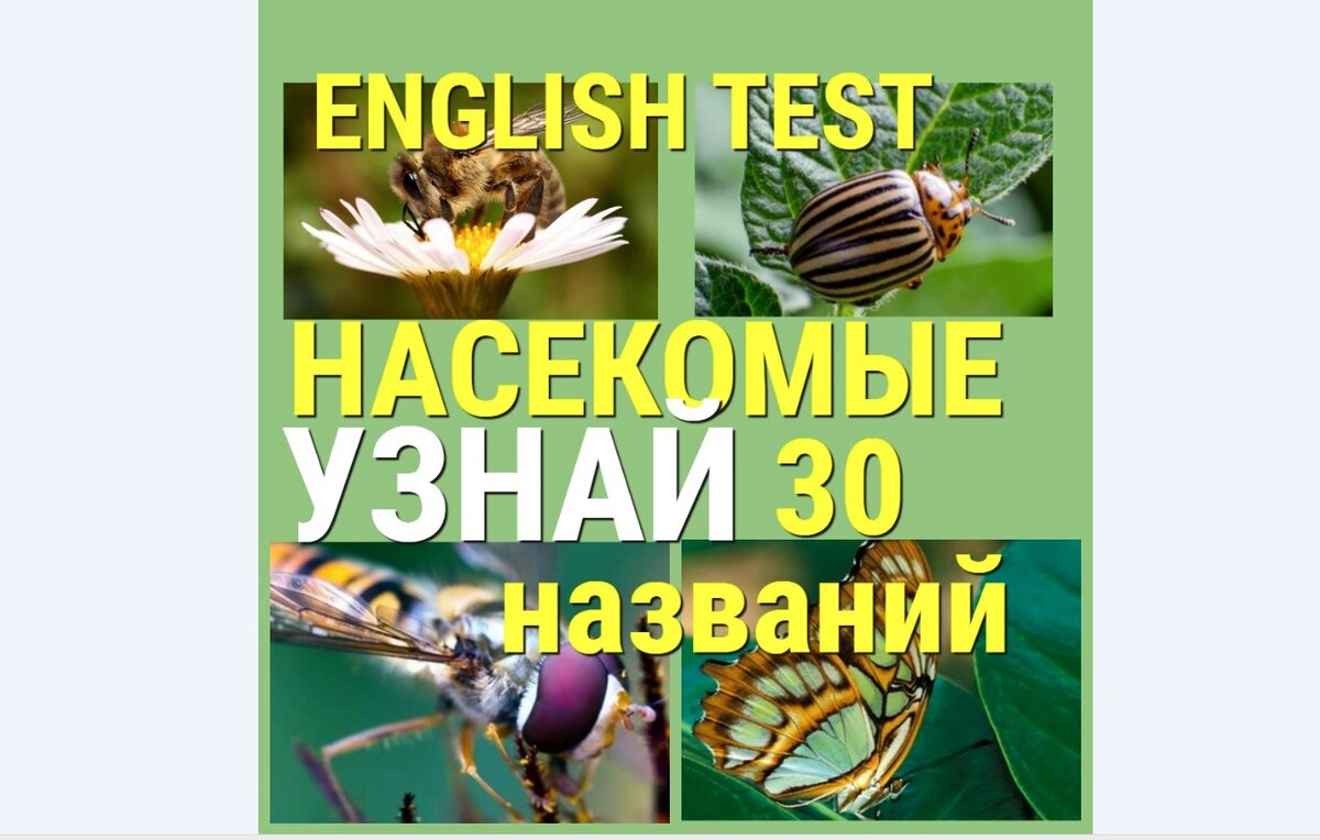 английские названия насекомых, тест по английскому языку