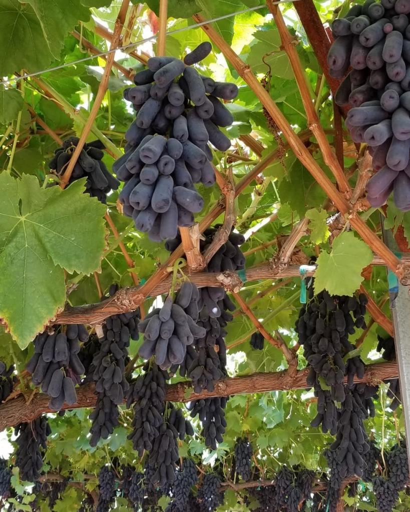 Фото из интернета