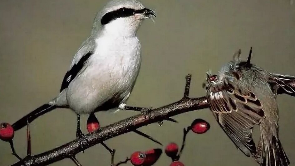 Фото из общедоступных интернет-источников.