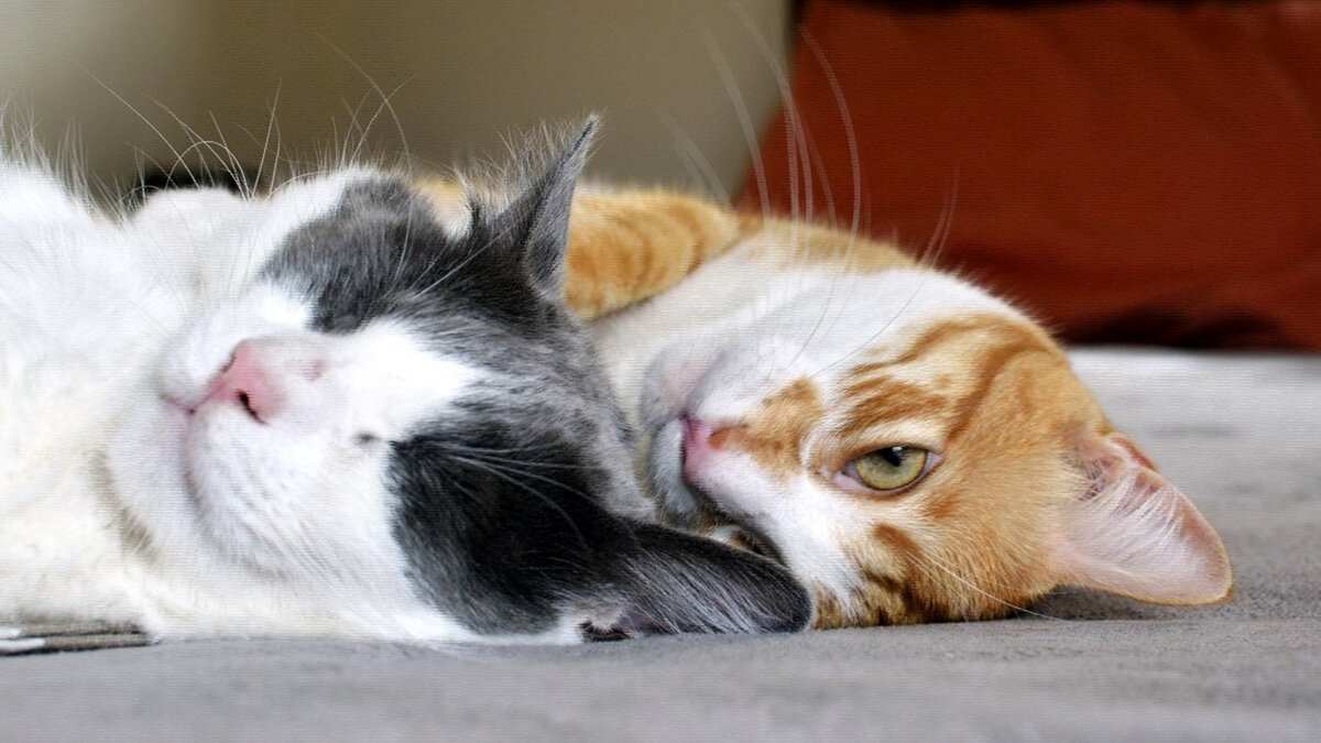 источник фото: pxhere.com