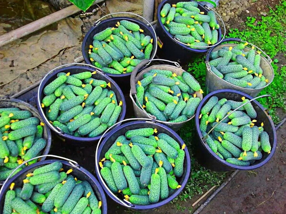 Фото из интернета