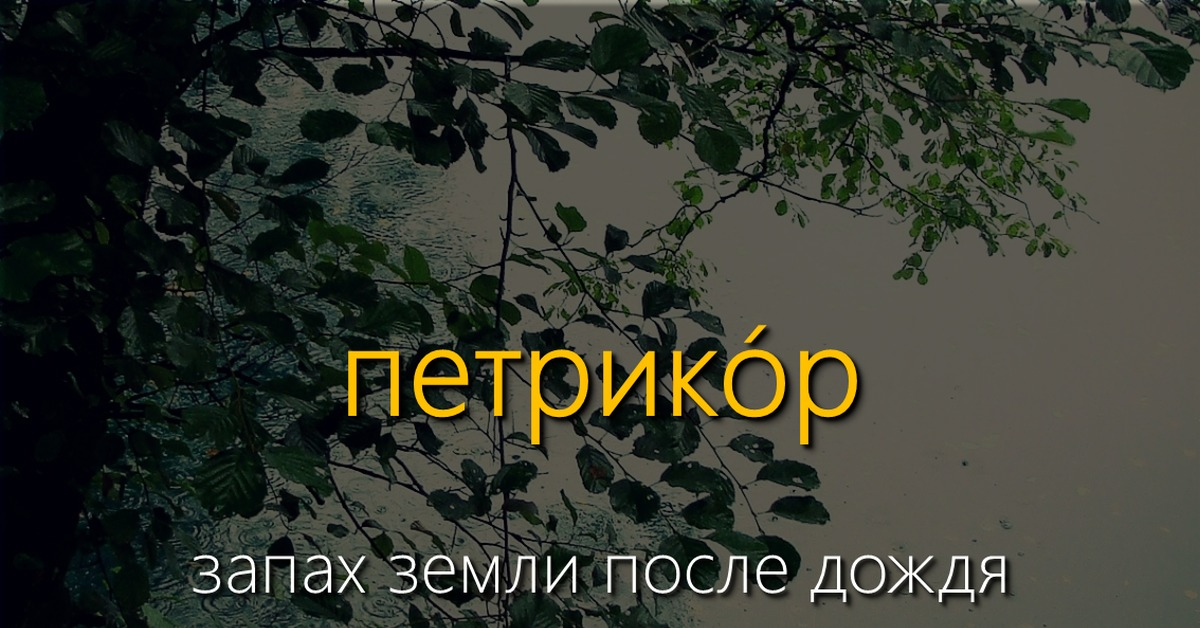 Чем пахнет дождь. Запах после дождя. Запах земли после дождя название. Запах земли после дождя как называется. Аромат земли после дождя.