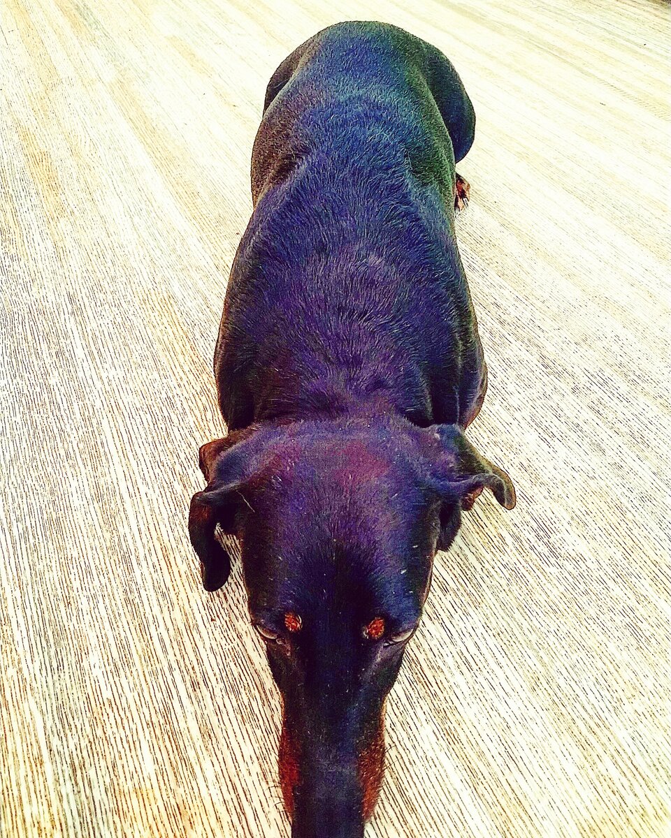 Джонни Такса