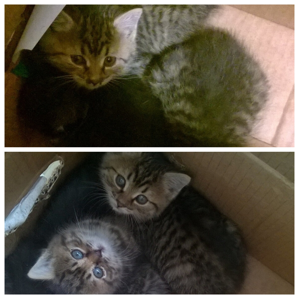 В этой коробке мы их принесли домой