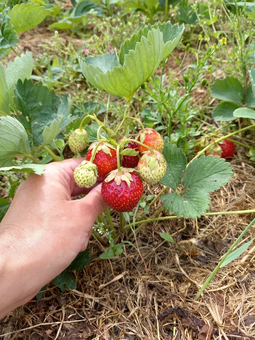 Молодой куст клубники. Фото автора. Сделано еще до прополки грядки
