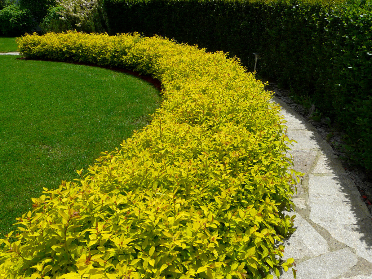 Спирея японская в бордюрной посадке