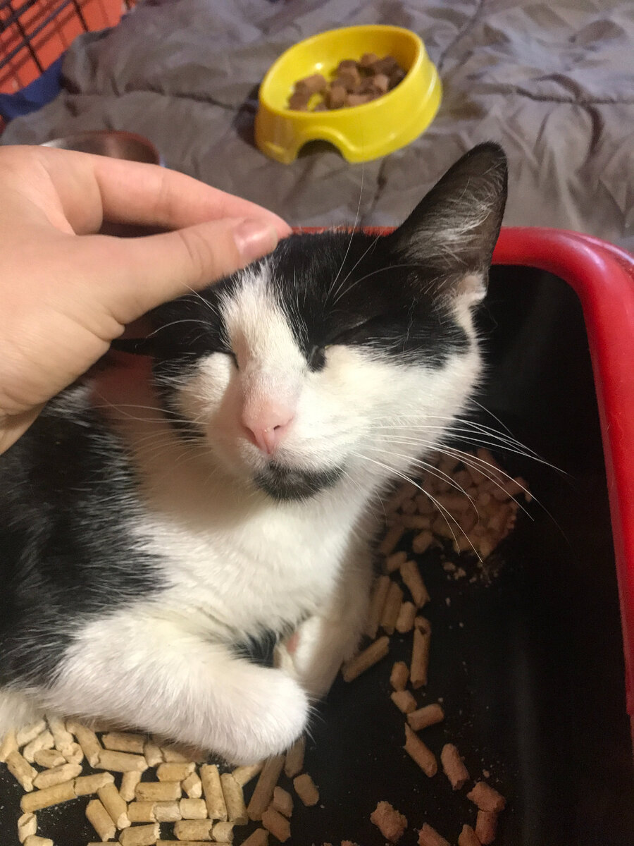 Новая кошка