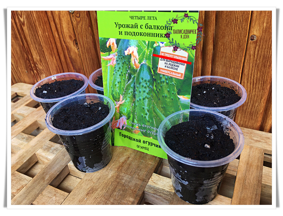 На следующем фото запечатлела сами семена. Листайте, пожалуйста. ⏩⏩