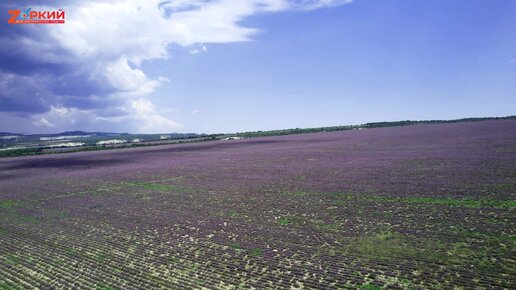 Зачем россияне приезжают на лавандовые поля в Крыму: Наблюдаем, фоткаемся, рассказываем о ценах. Репортаж с места событий