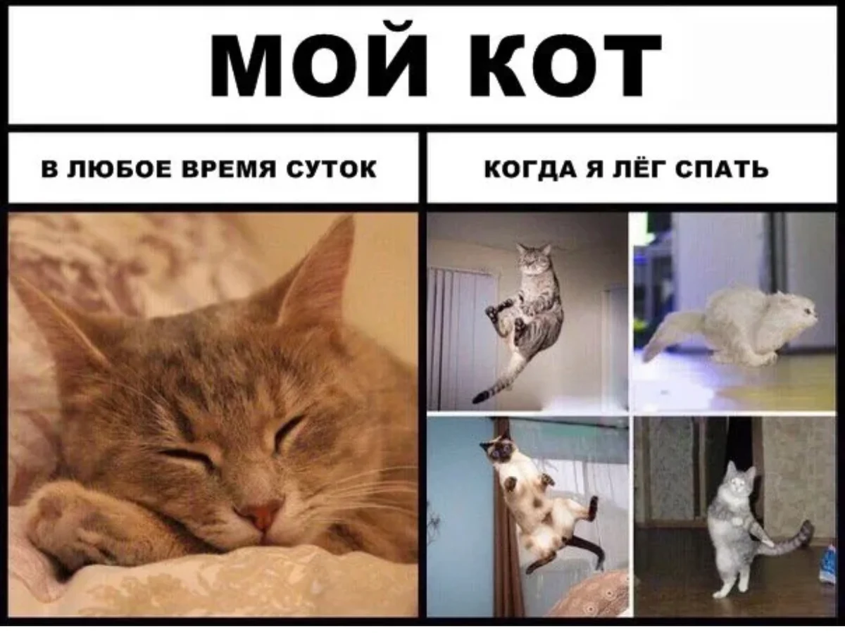 Мемы с котами. Смешные мемы с котами. Кот Мем. Мем про котиков. My cat new