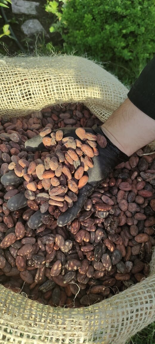 Производство настоящего шоколада начинается с экологичного отношения к природе, людям и социуму. На фото- какао-бобы с венесуэльской фермы, которые пересекли половину земного шара, чтобы попасть к нам на производство на Урал (г. Стерлитамак, Башкирия). 