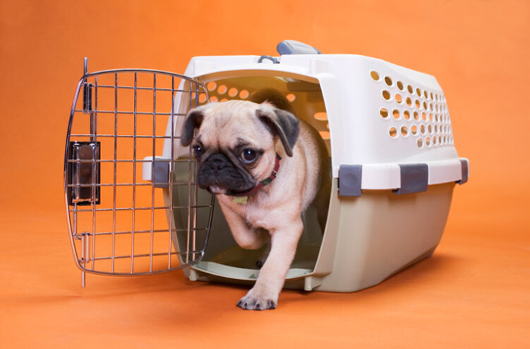  Пулковская логистическая компания оказывает услуги по перевозки домашних животных.