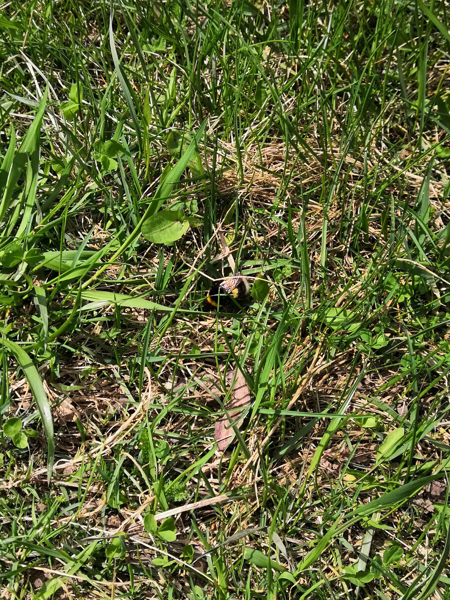 Пчёлка, видишь её, а она есть)