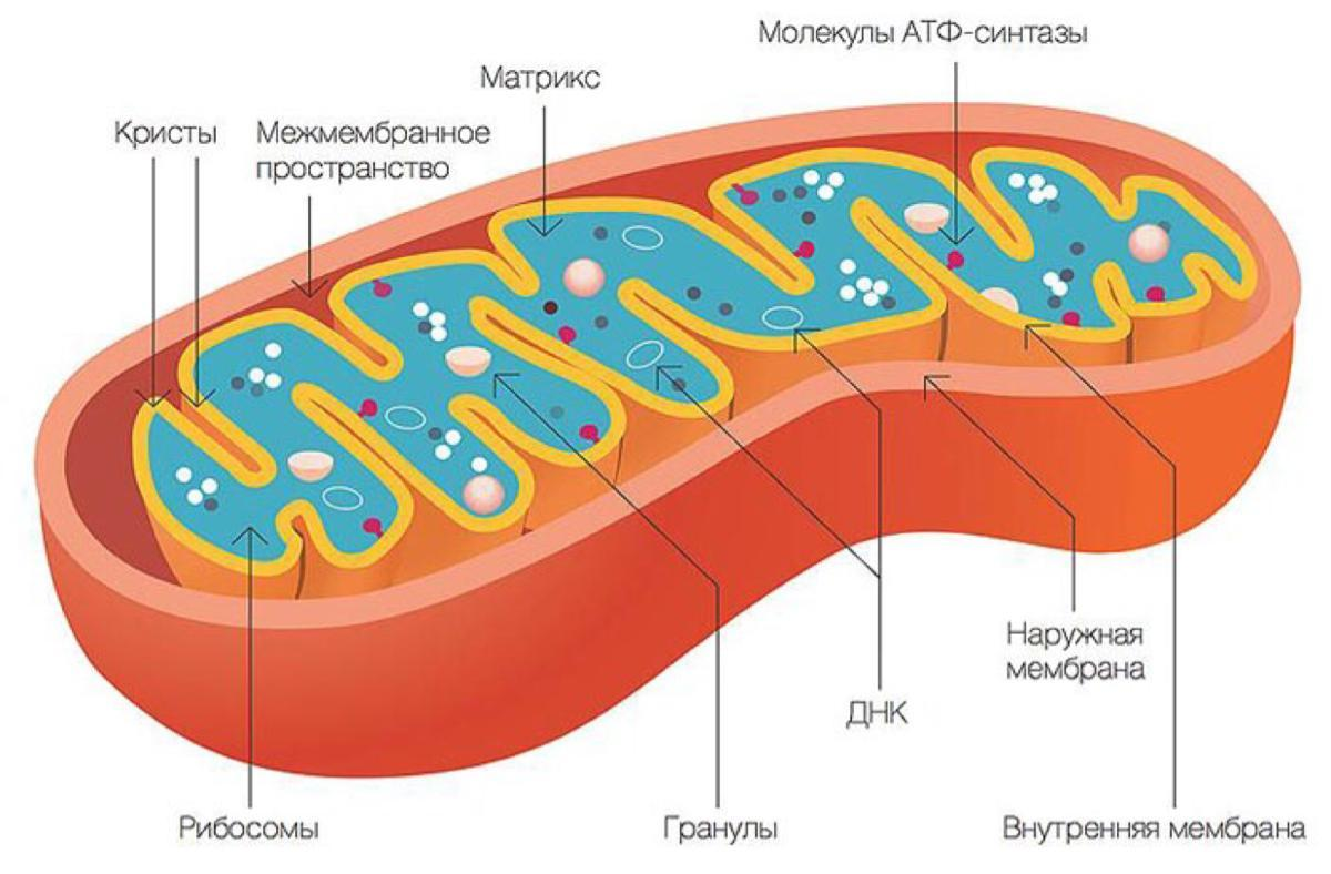 Иллюстрация отображающая строение митохондрии.