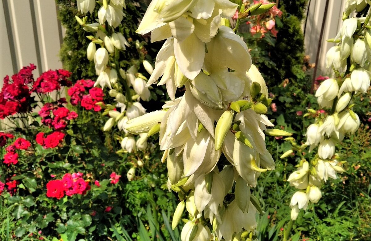  Цветущая юкка. Фото автора.