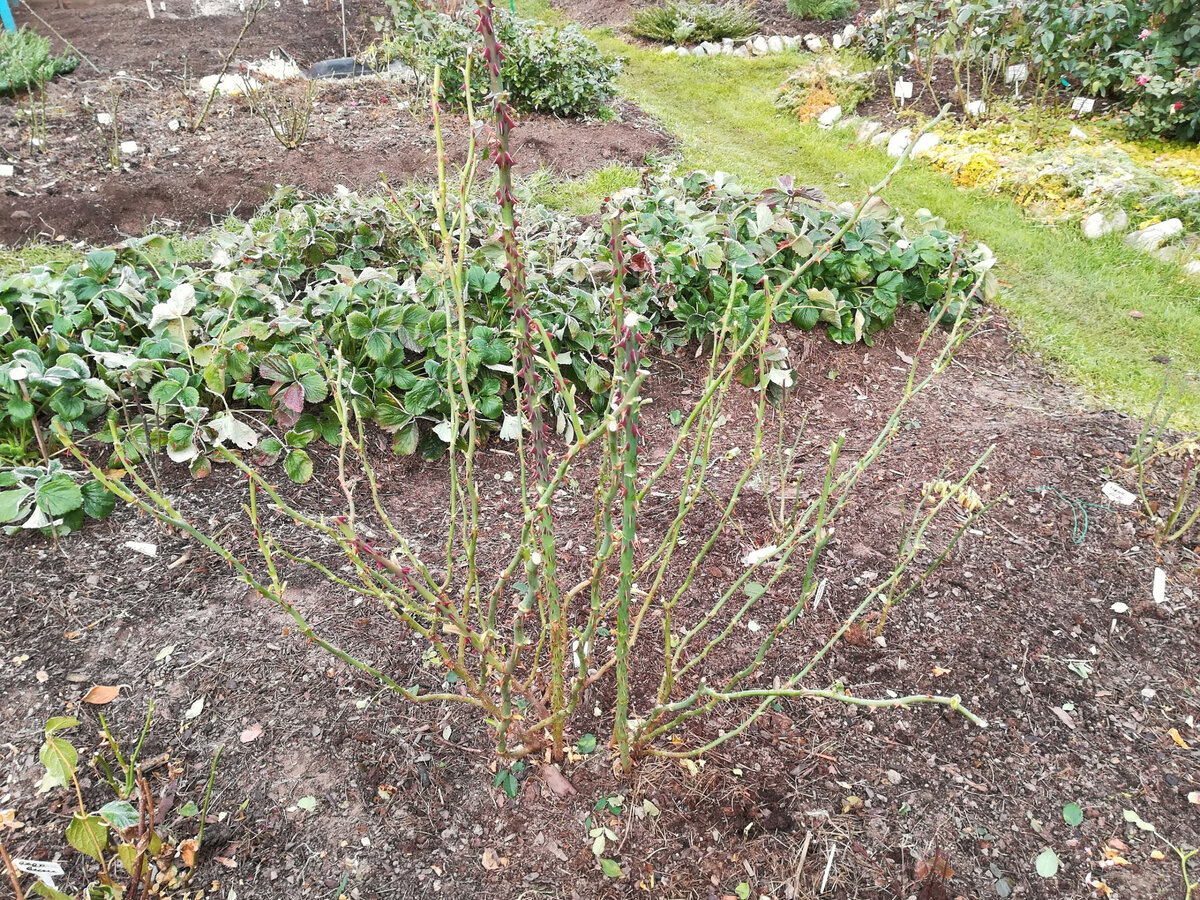 Обрезка роз на зиму в сибири. Как обрезать розы клаймберы осенью. Обрезка роз на зиму в подмосковье. Осенняя обрезка роз. Обрезка роз на зиму.