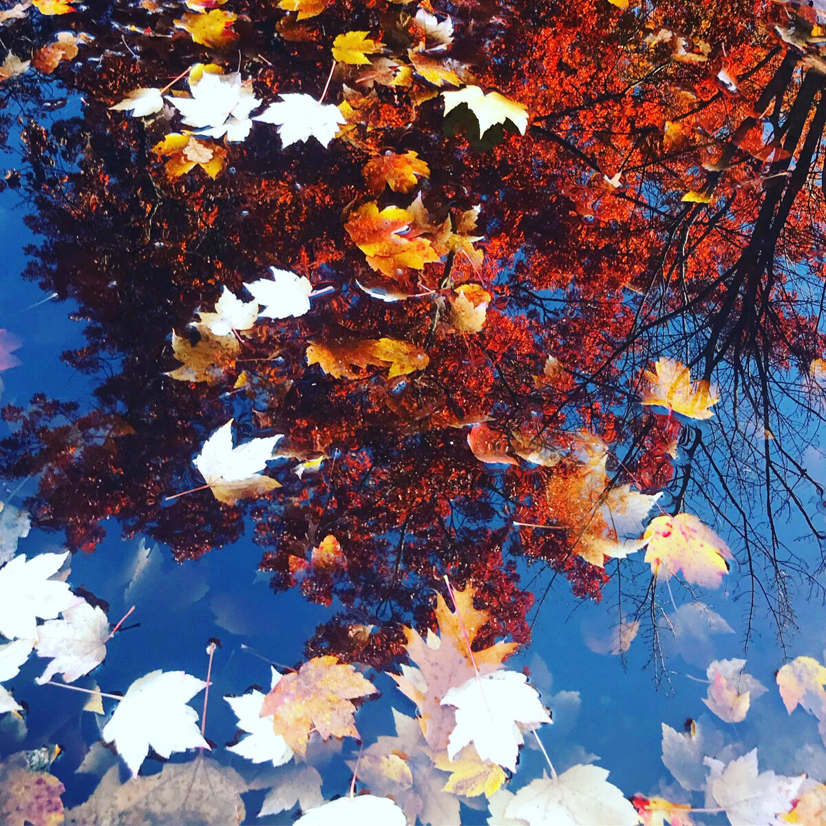 Много листьев. Везде.