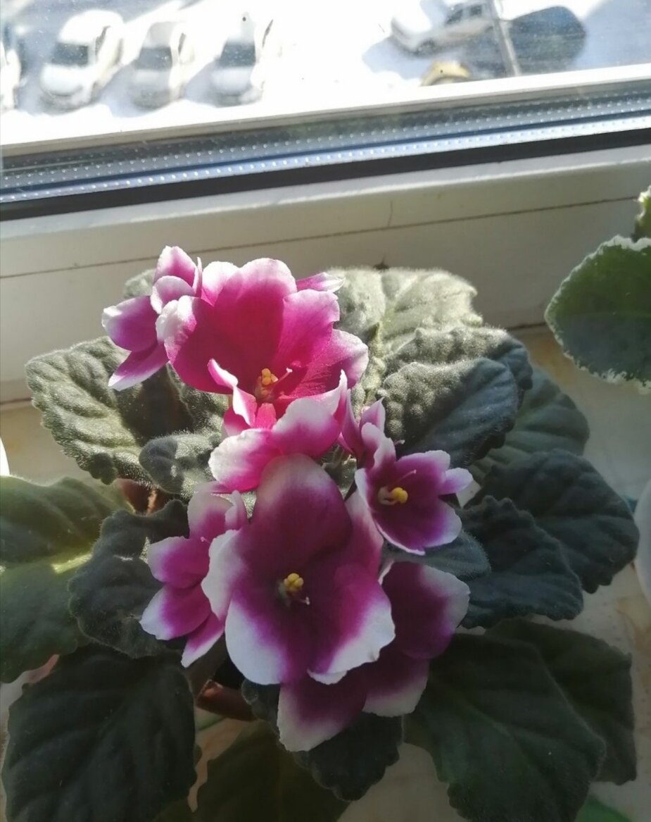 Моя красавица двухцветная фиалка. 