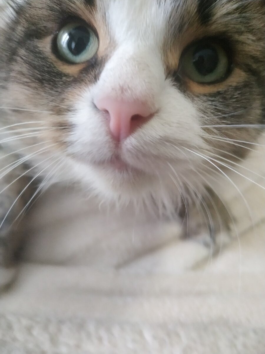 Вот тот самый звереныш, всё с ним в порядке.)) Ещё бегать за ним пришлось, как Шарик с фоторужьем!)