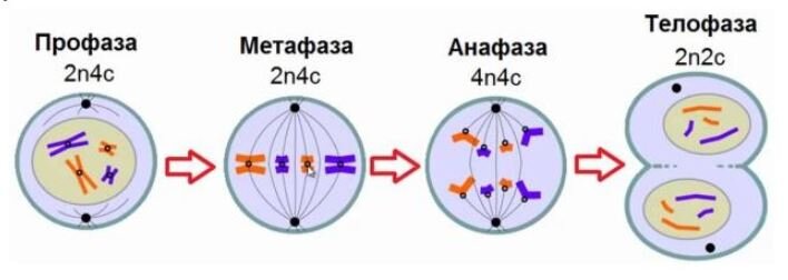Фазы митоза 2n4c. Хромосомный набор в метафазе профазе анафазе митоза. Профаза 2 митоз. Деление клетки мейоз анафаза 2. Профаза метафаза анафаза телофаза митоза набор хромосом.