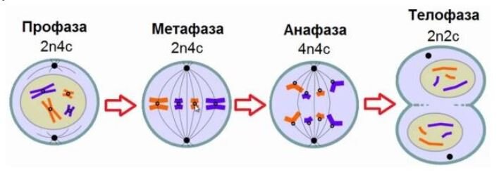 Фаза митоза рисунок характеристика