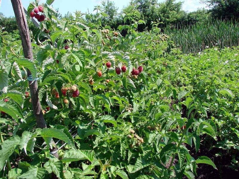 Шапка мономаха куст. Фото используется с сайта profermu.com
