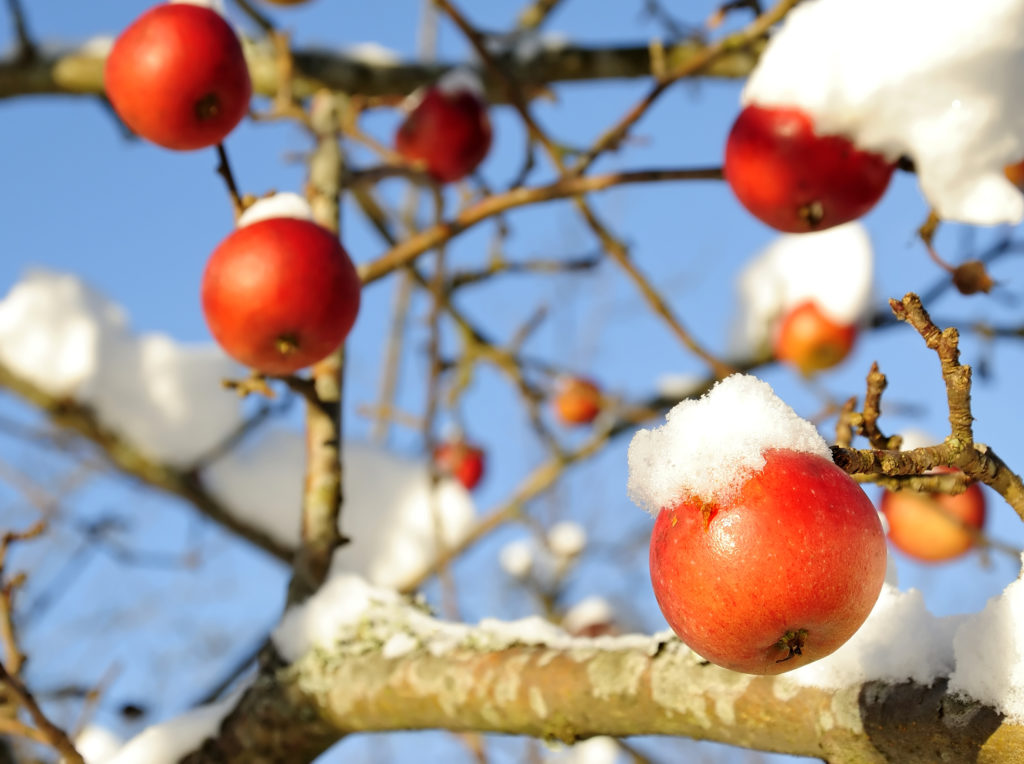 Молодая яблоня зима. Зимние плодовые деревья. Яблоня в снегу. Зимние яблоки. Яблоневый сад зимой.