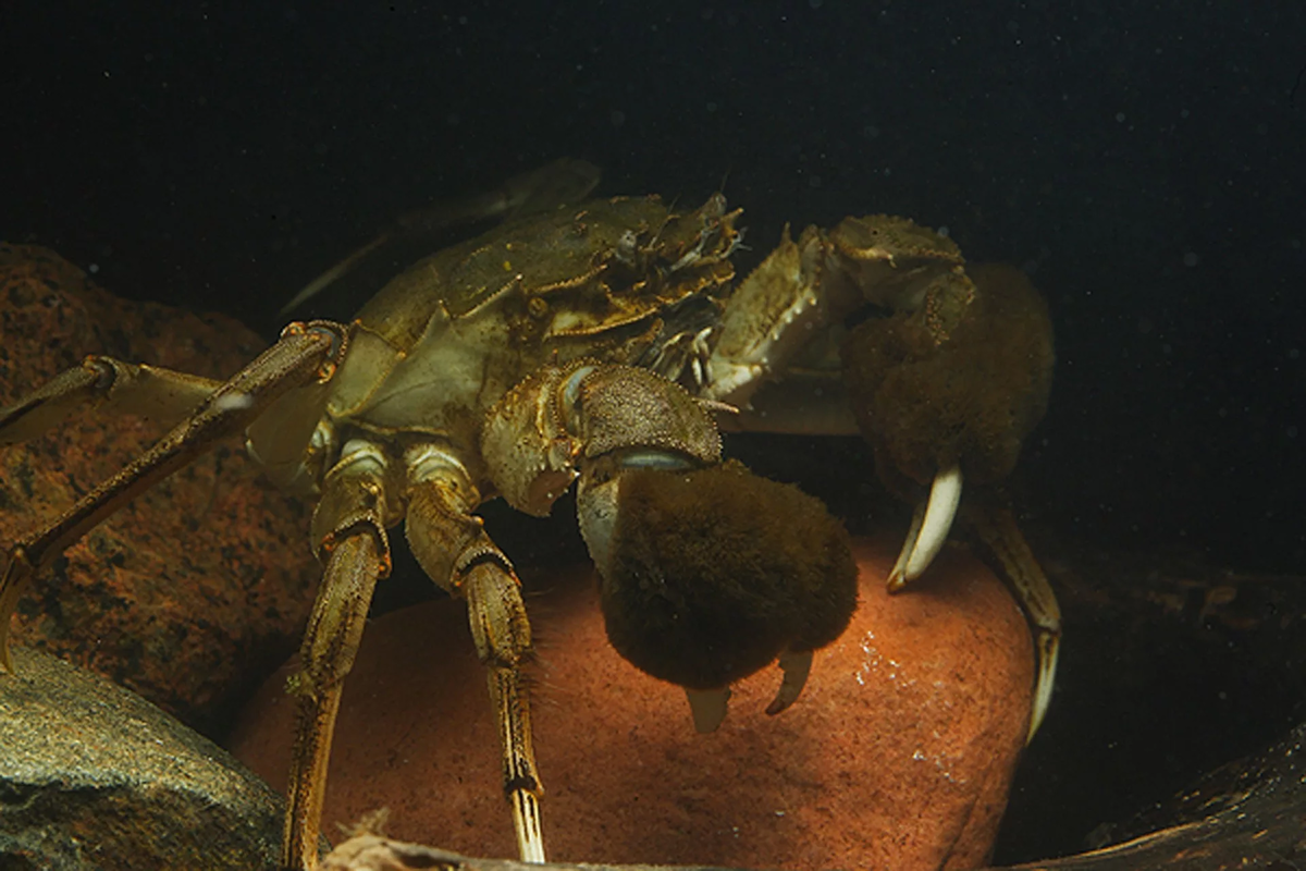 Китай краб. Eriocheir sinensis. Китайские Крабы (Eriocheir sinensis). Балтийский мохнаторукий краб. Мохнаторукий краб в Балтийском море.