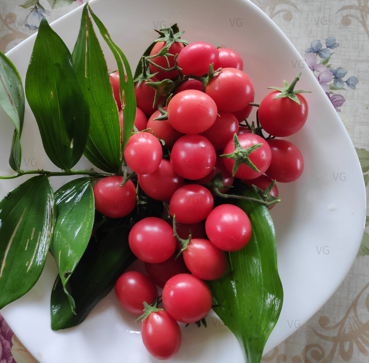 Плоды очень нарядные и вкусные. Все фото из архива автора