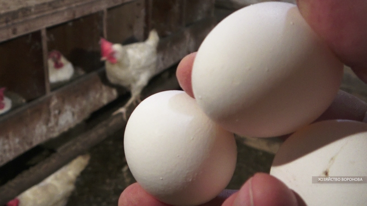 Яйца в курятнике