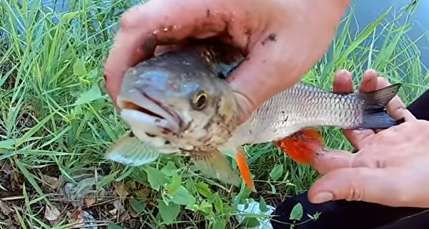Рыбы запрещенные к ловли в Ростове.