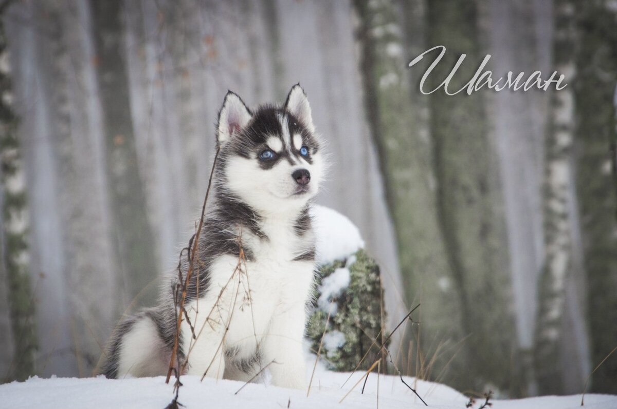 Сын Игоря (ХаннаРиш Емперор зе Хоуп Гивер) и Бриши (Бригитт из Варягов) - Шаман (Зовущий Бурю Дух Шамана)