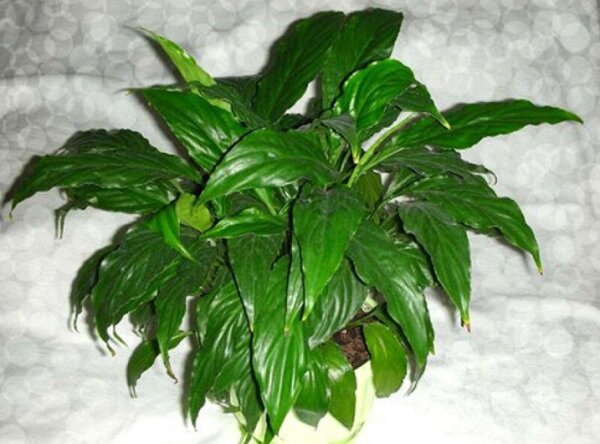 Спатифиллум не цветет