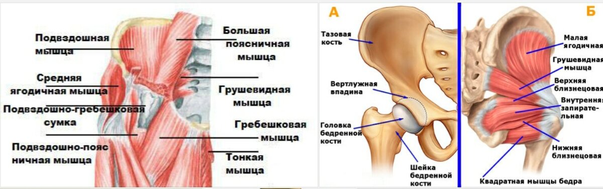 Почему слабеют мышцы. Мышцы тазобедренного сустава человека. мышцы тазобедренного сустава человека фото с описанием. ключевой сустав. слабость бедренной мышцы.