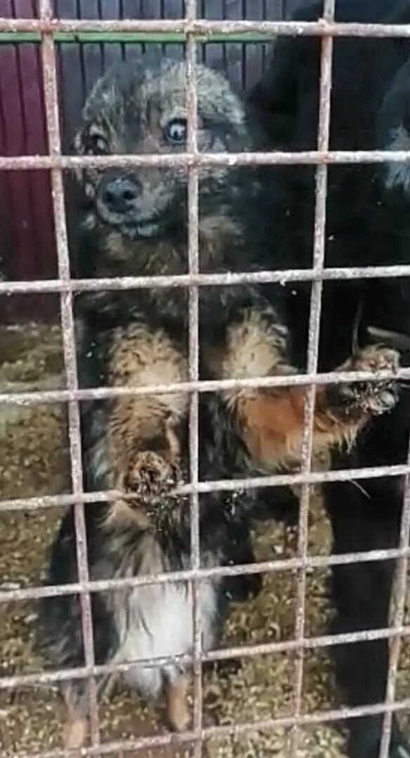 В одном вольере с большими собаками и их не мало