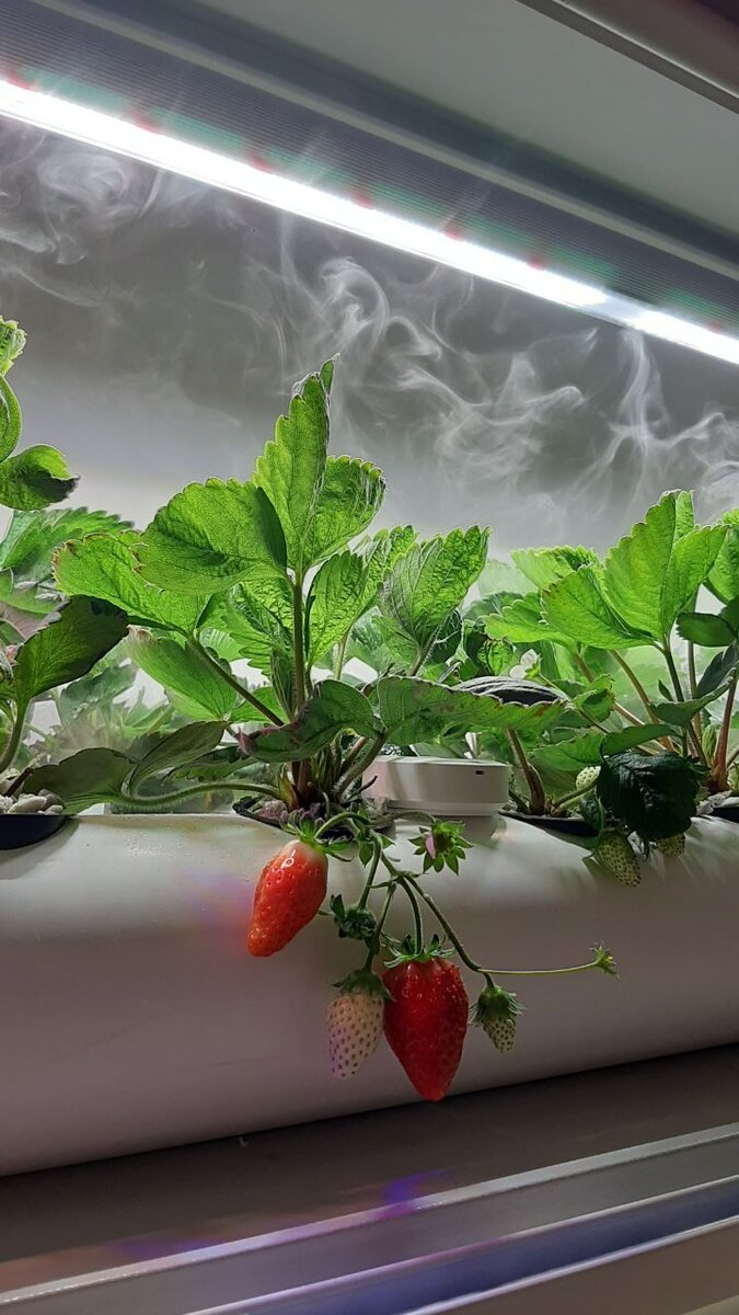 Какую фитолампу выбрать? | Тимирязевец-Мажоров | Дзен