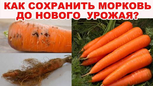 Гниёт и сохнет морковь? Очень полезный совет, как сохранить морковь до нового урожая