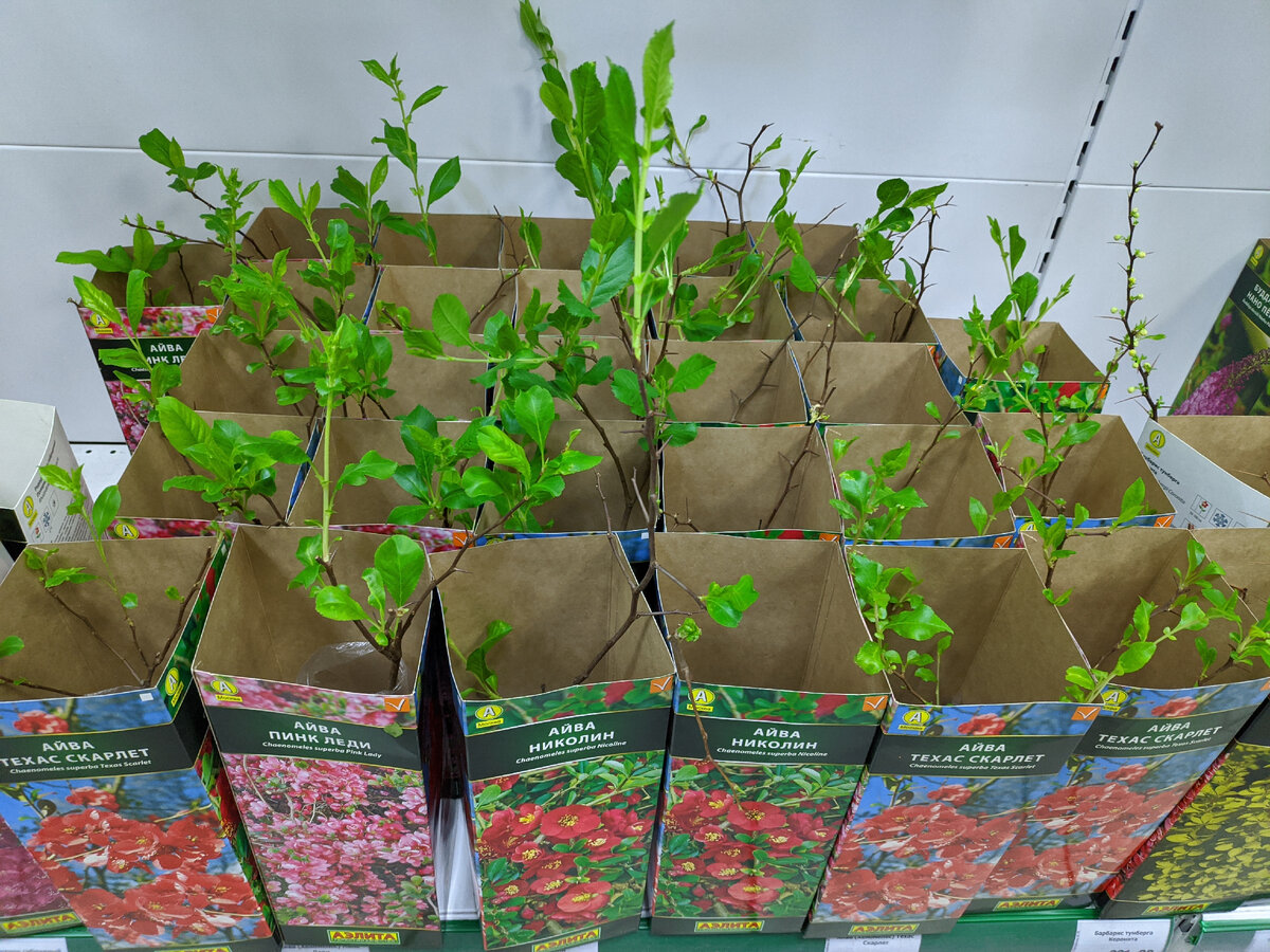 Ориентируйтесь, конечно, на свой климат, а у нас сейчас высота сугробов порядка 20-30 см. Растюхам больше месяца придётся тосковать в квартире